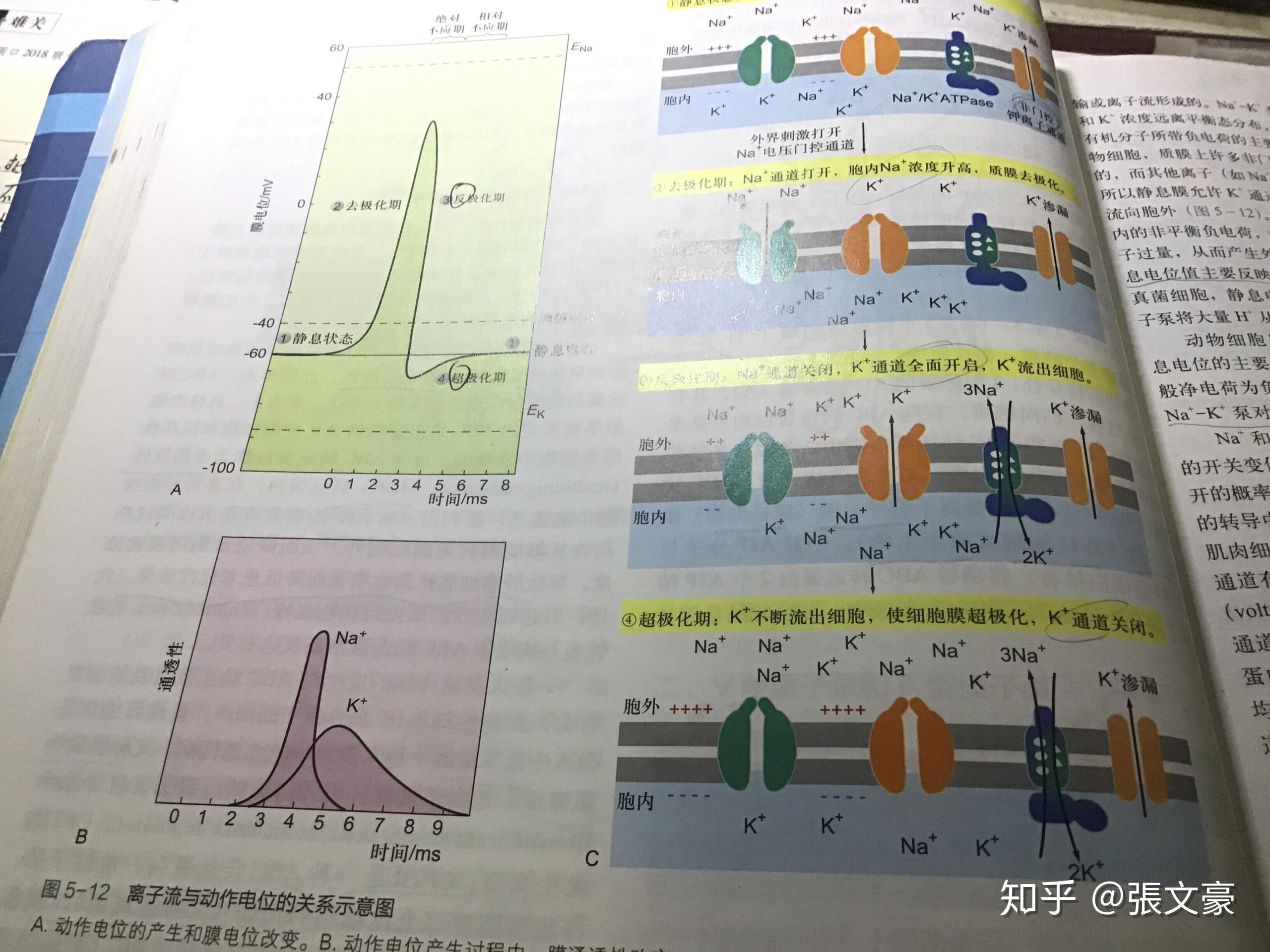 胞外钾离子浓度降低为啥静息状态下钾离子外流增加