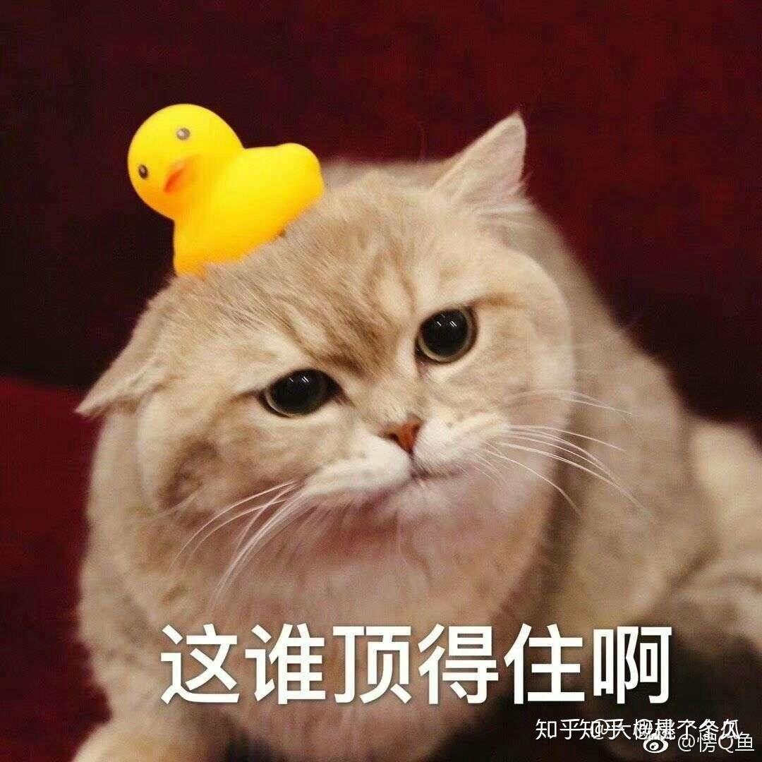 v2-8531e1144087e153cbce504ddd263e2a_r.jpg