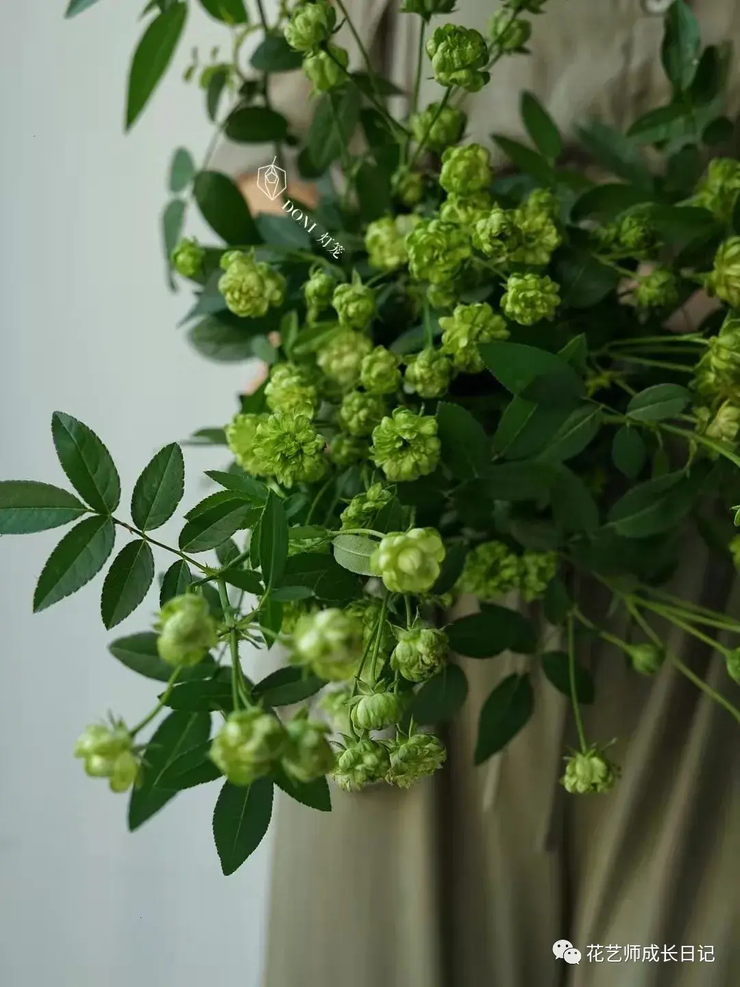 100朵玫瑰vol41绿闪电玫瑰一个个绿色小泡芙