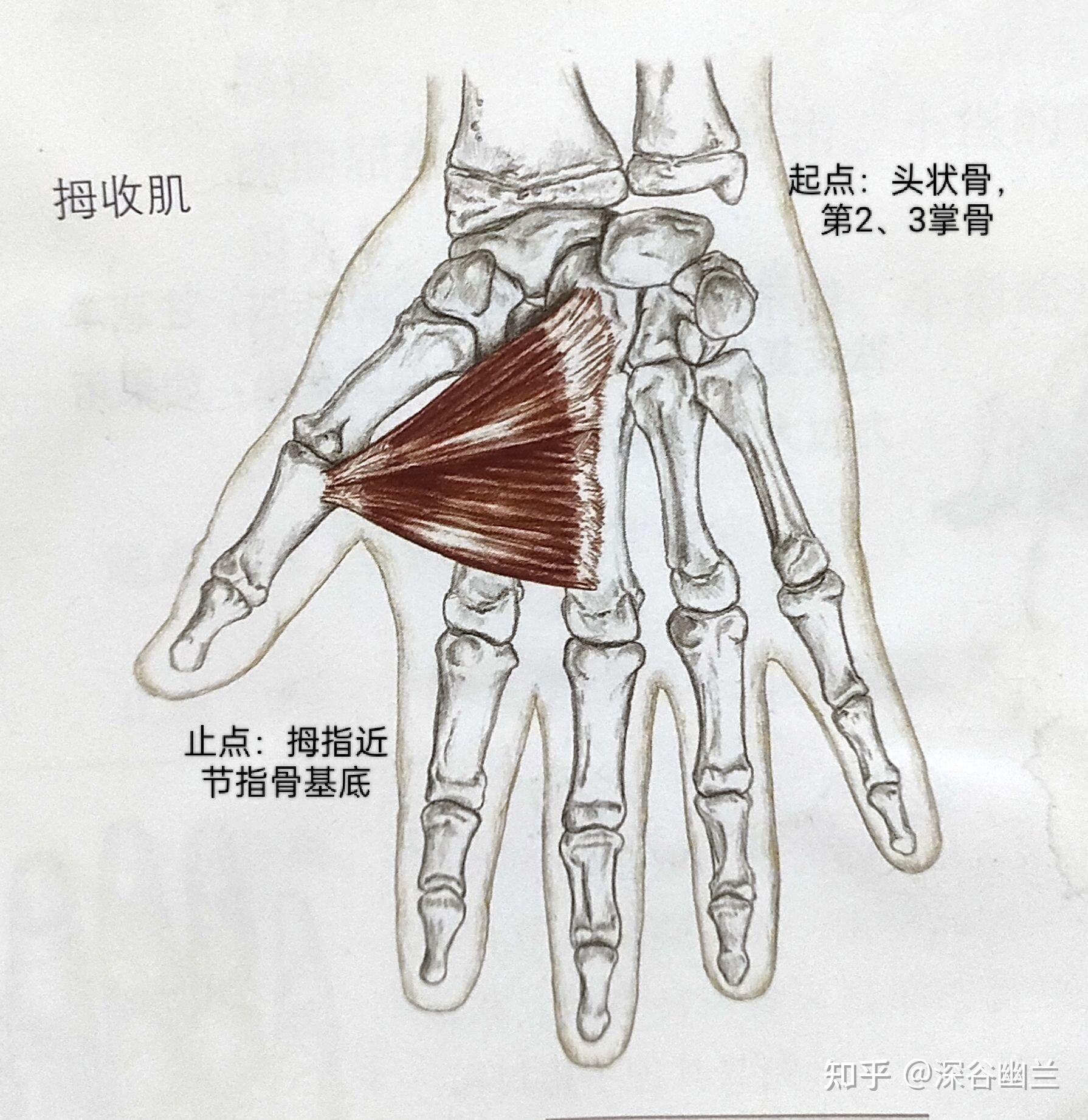 拇指对掌运动的肌肉有:拇对掌肌,拇短屈肌(协助),拇短展肌(协助)