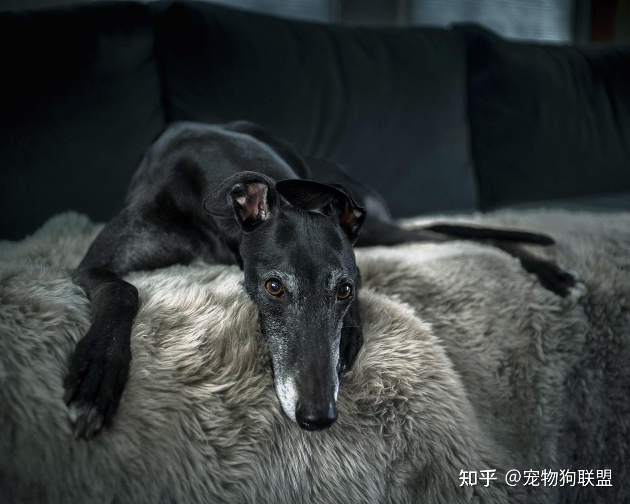 就比如说拉布拉多,黑色的拉布拉多是猎犬,反应敏捷,训练起来更加容易.