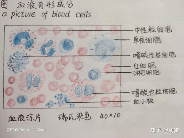 医学生组胚实验手绘图红蓝铅笔已出成绩满分