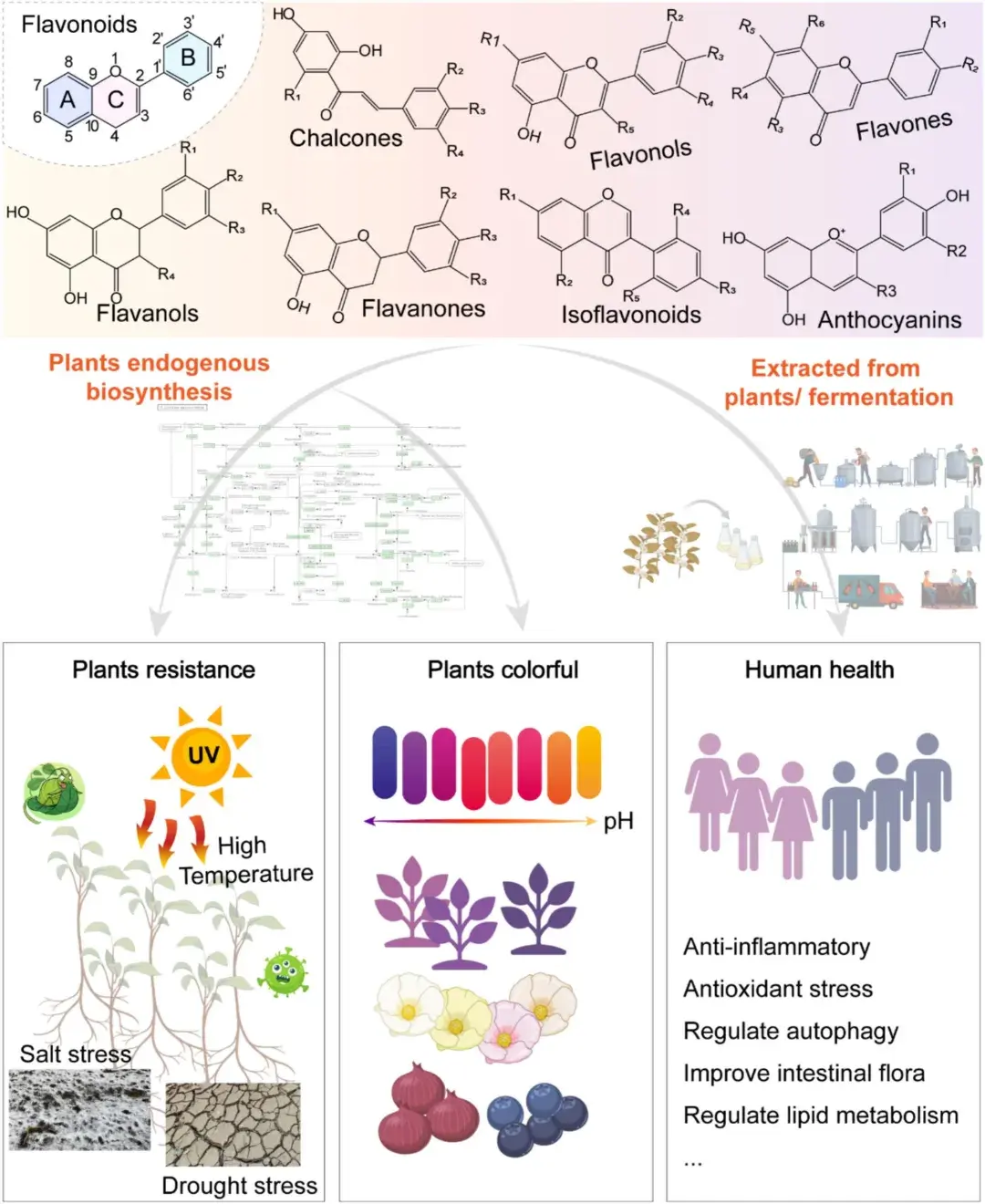 欣推荐| Biotechnol. Adv.：植物类黄酮生物合成研究进展与工程策略- 知乎