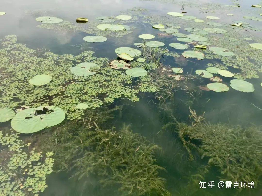 从劣Ⅴ类到Ⅲ类，洪湖底泥洗脱生态修复试验项目实现水质“三级跳” - 知乎