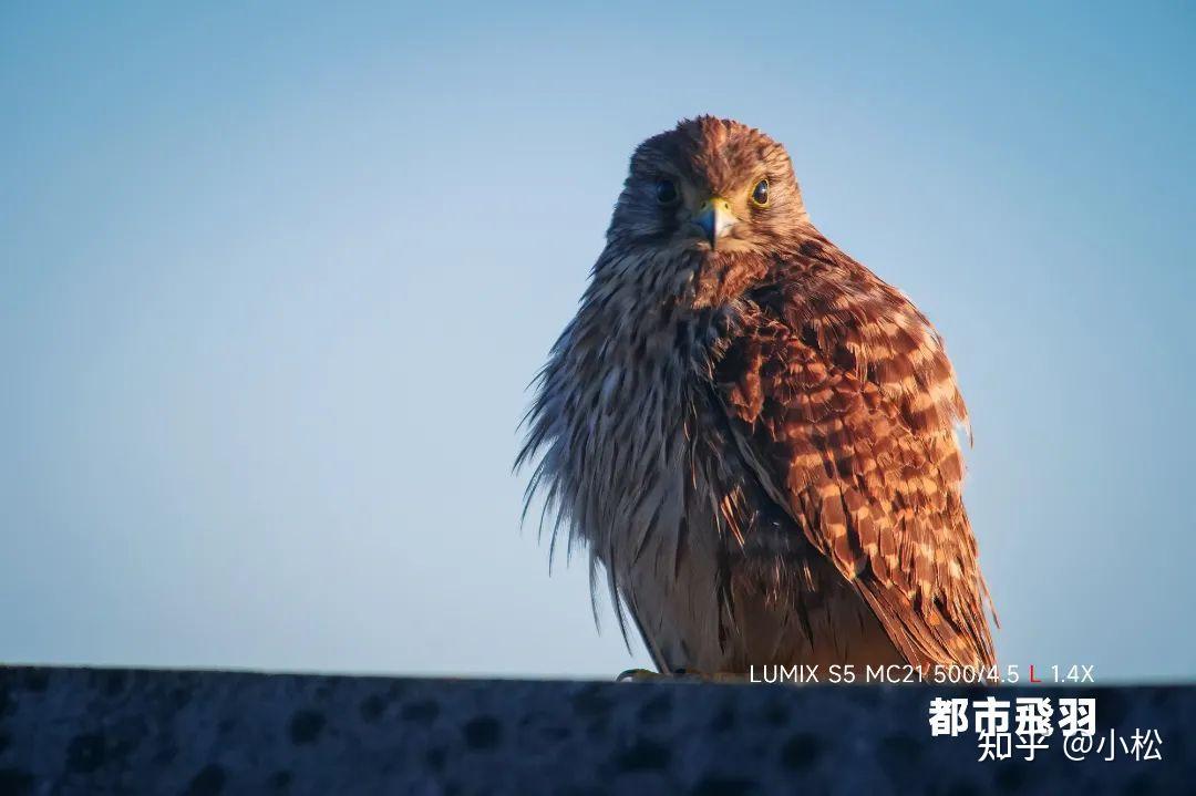 都市飞羽｜入门级全画幅拍鸟初体验 - 知乎