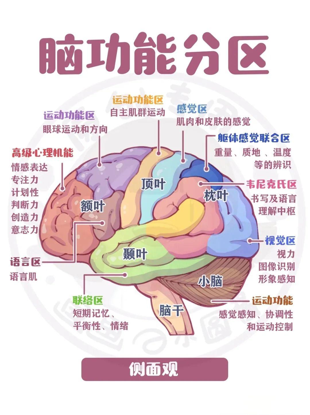 手绘脑功能分区 - 知乎