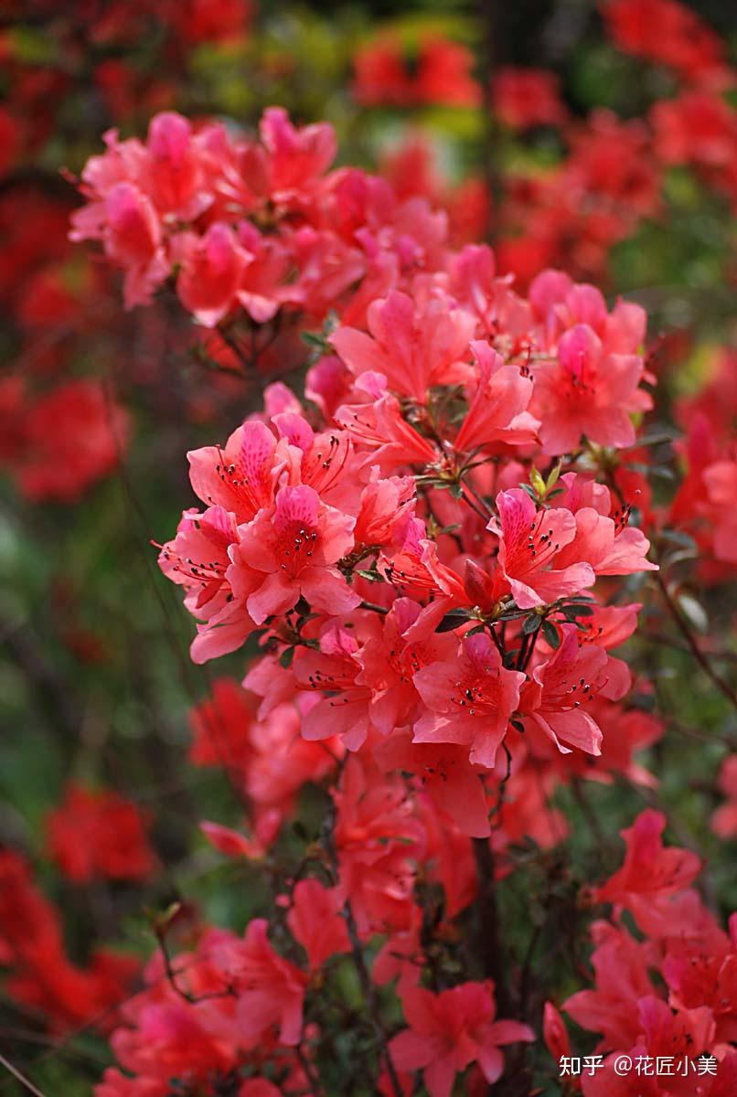 毒花 有毒植物・毒草 | かぎけん花図鑑