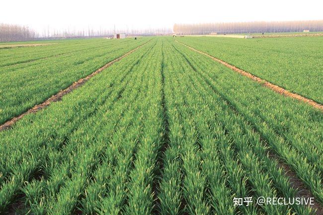 以及甜菜,棉花,大豆等经济作物,成为我国重要的旱作农业区(2)华北平原
