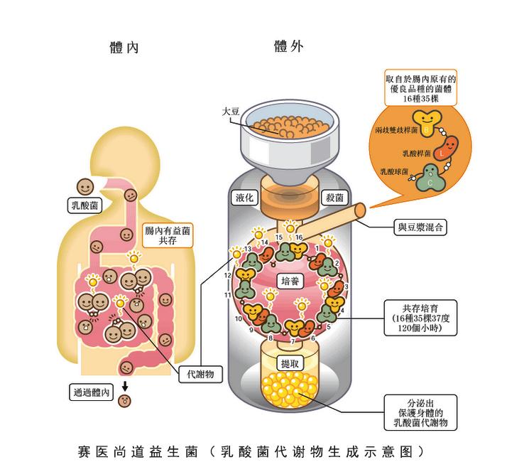 乳酸菌的结构图图片