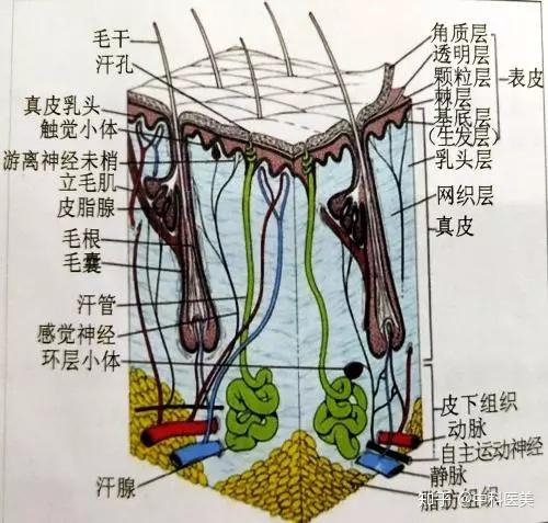 毛发的结构及毛发的干细胞 - 知乎