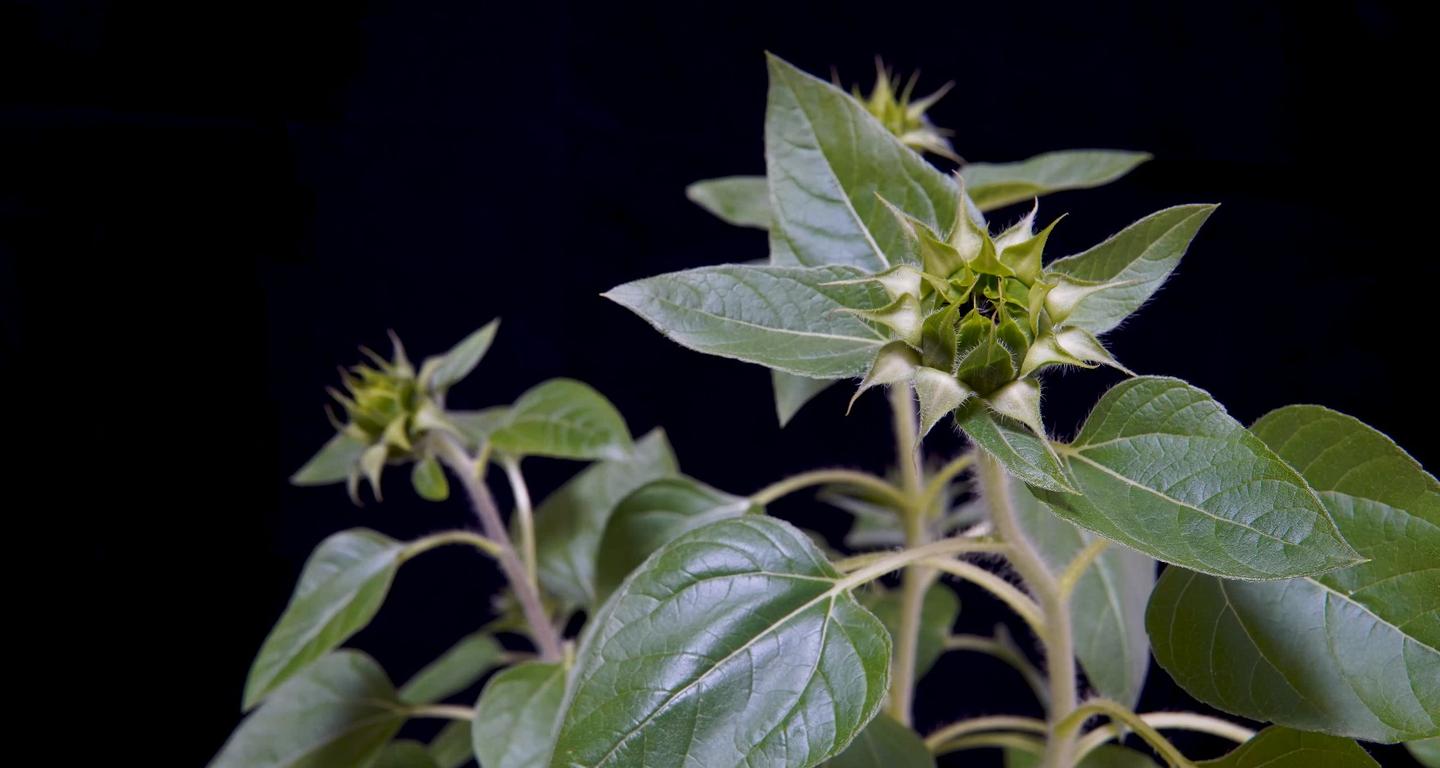 延时摄影 植物 开花 知乎