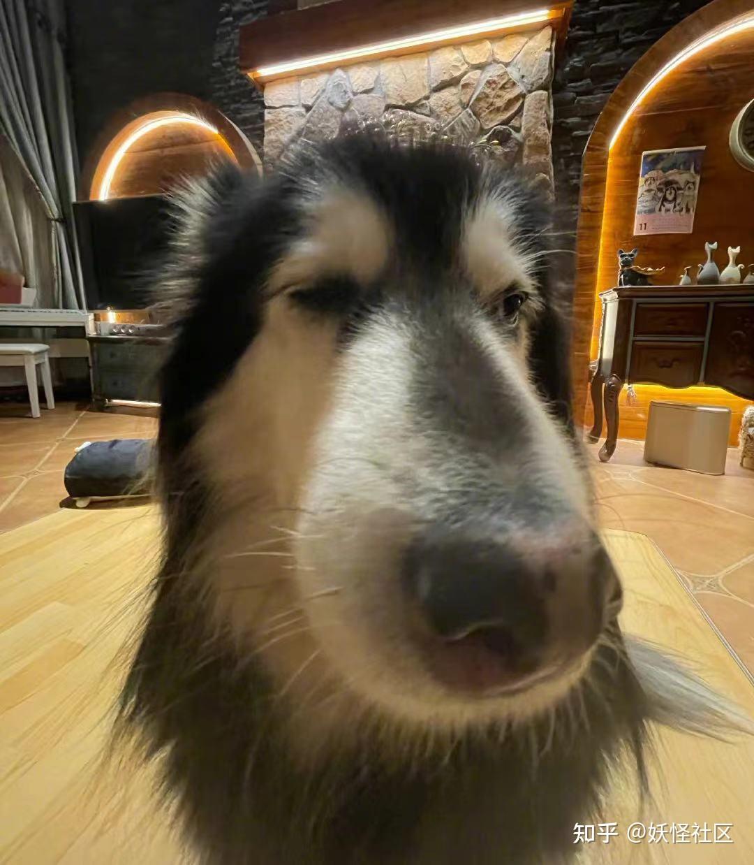 你是真的狗就算是猫猫也逃不过广角镜头的考验看完了傻狗勾们,你心动