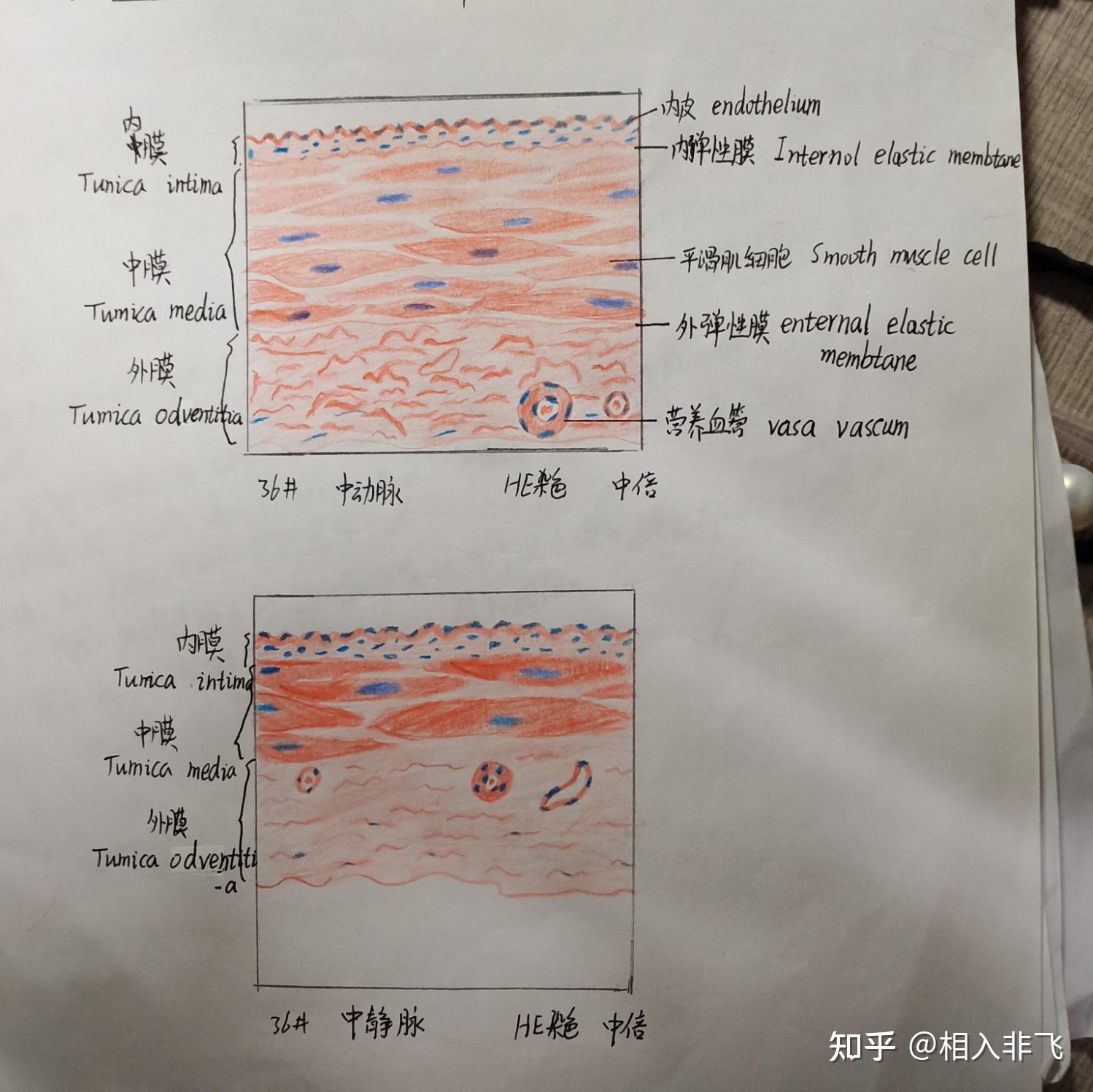 变移上皮红蓝铅笔绘图图片