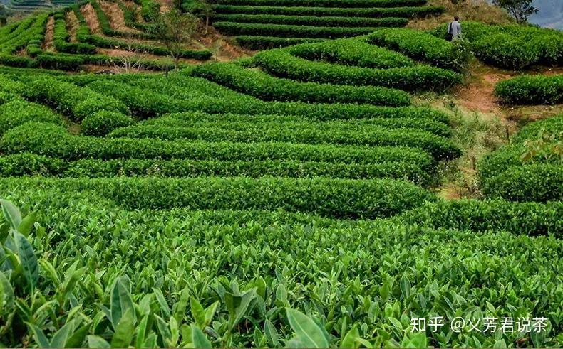 原产地茶叶