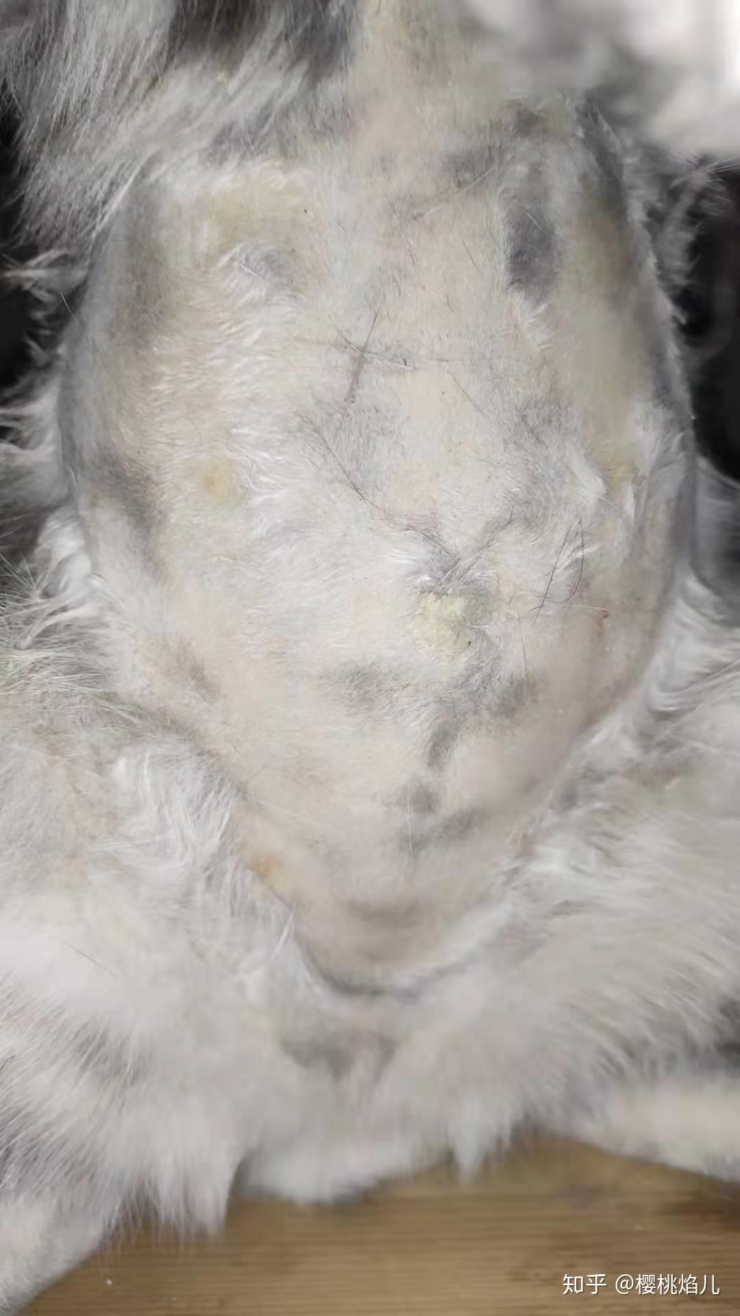 分享猫黄疸腹水治疗过程