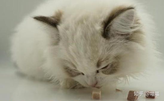 人可以吃猫冻干吗 v2-859dea995c06b20a67d9259c0019f872_r.jpg