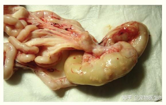 猫传染性腹膜炎