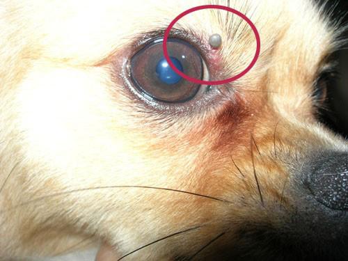 蜱又称草爬子 ,狗豆子 ,壁虱 ,扇虱 ,是犬猫的一种体外寄生虫.