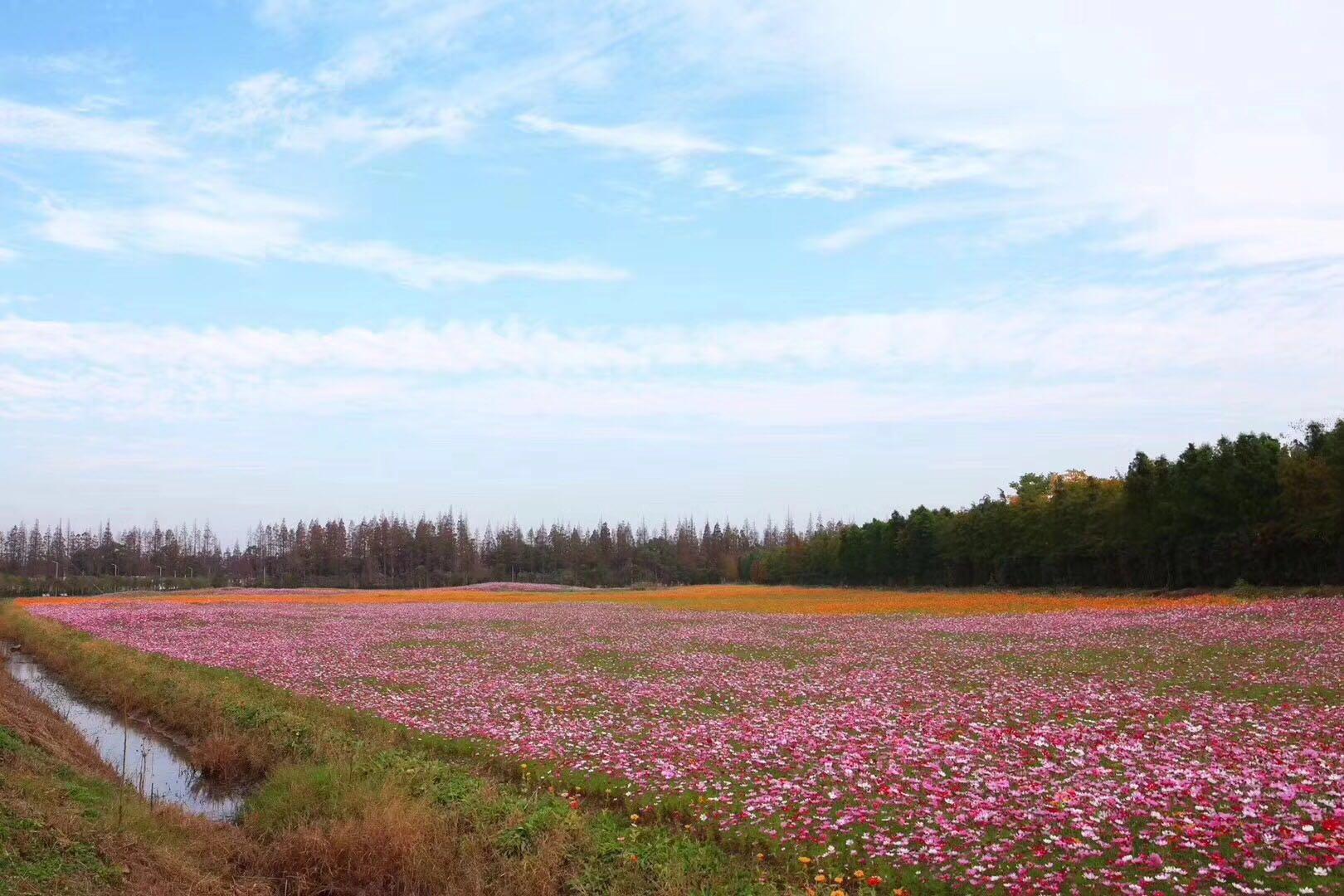 上海長興島郊野公園植樹拓展活動進行時