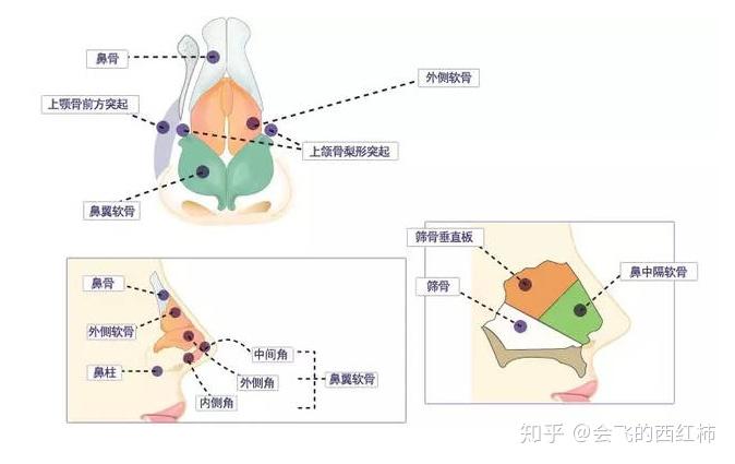 育婴课堂：给宝宝捏鼻子不会捏出高鼻梁 - 知乎