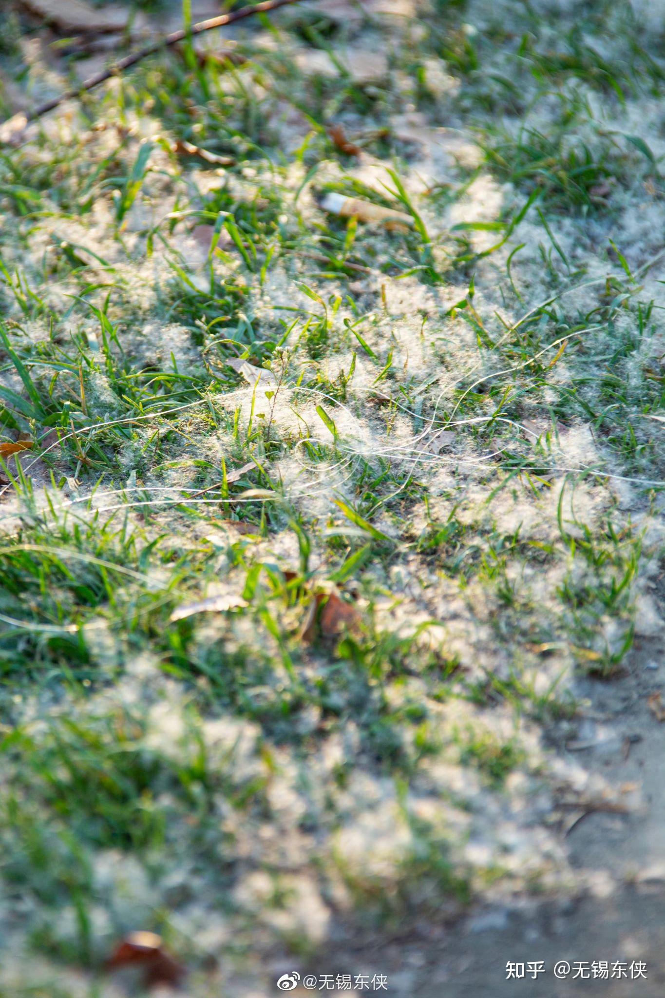 柳絮飞时花满城 - 知乎