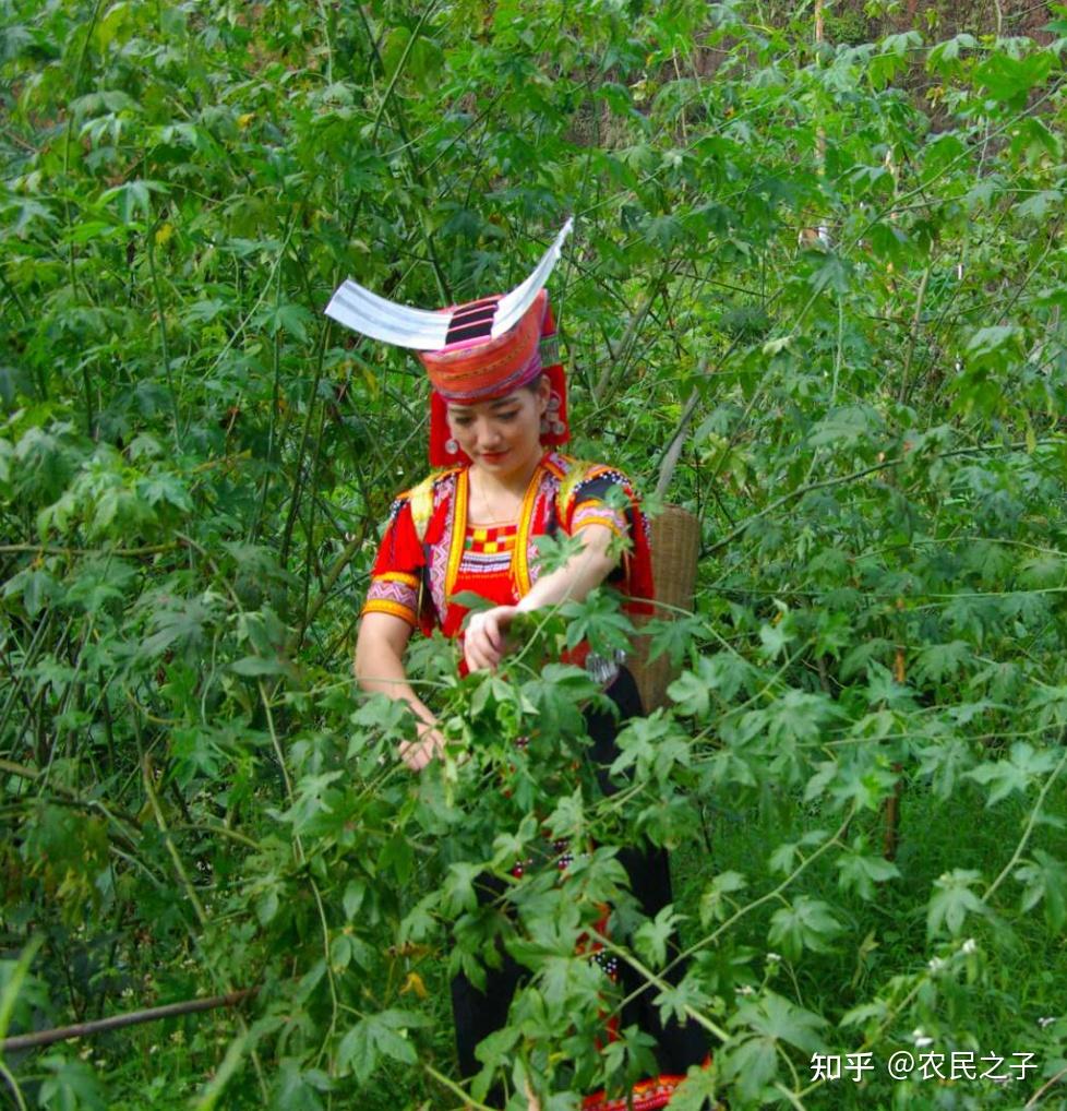 甜茶金秀产野生甜茶