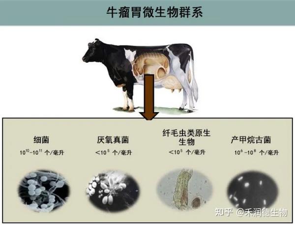 反刍动物瘤胃微生物的生化代谢 - 知乎