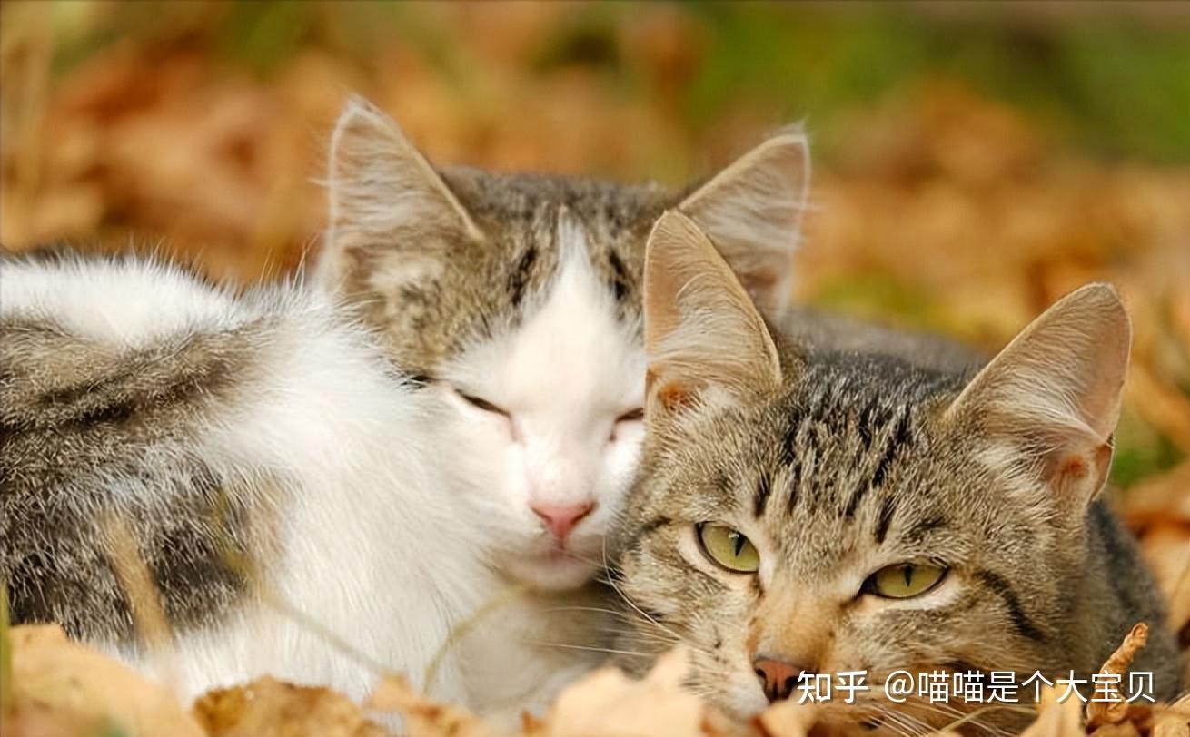 冷知识:公猫与母猫是如何交配? - 知乎