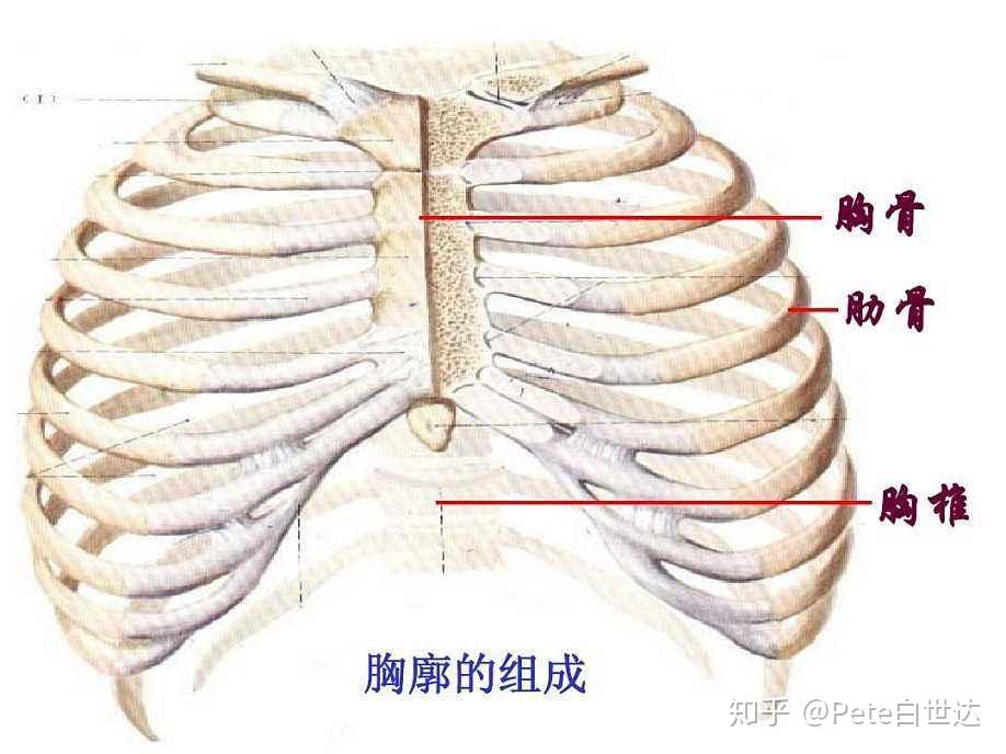 胸廓由胸骨,12块胸椎以及12对肋骨组成,构成了内脏周围具有可动性的