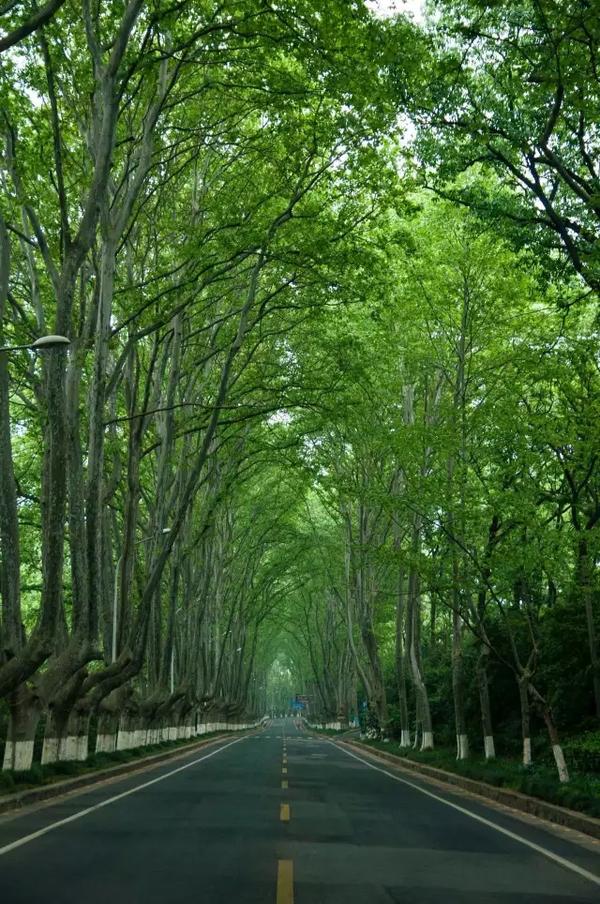 南京中山陵梧桐树图片