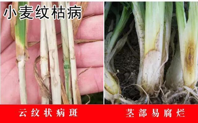 面粉是小麦的哪个部位 v2-85cd895d2fa935a02205c52c8d2bc09e_r.jpg