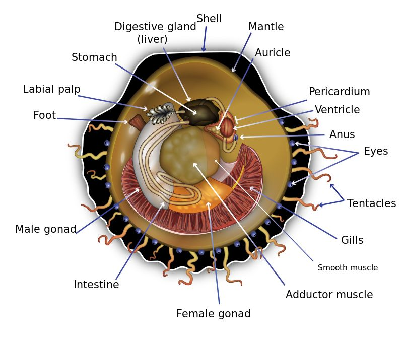 食用双壳贝类时要不要去内脏