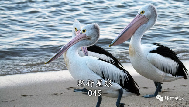 v2-85d90b51034e1bc2e264d41b8029483f_1440w.jpg?source=172ae18b