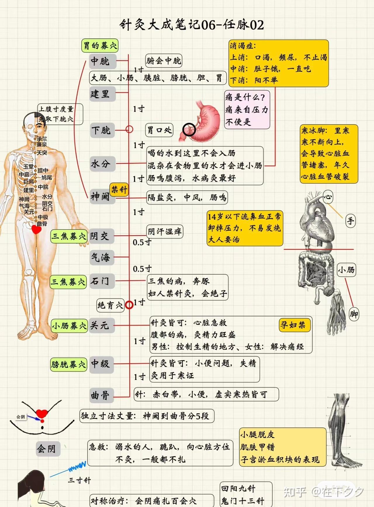 人纪系列——06针灸 任脉和督脉 - 知乎