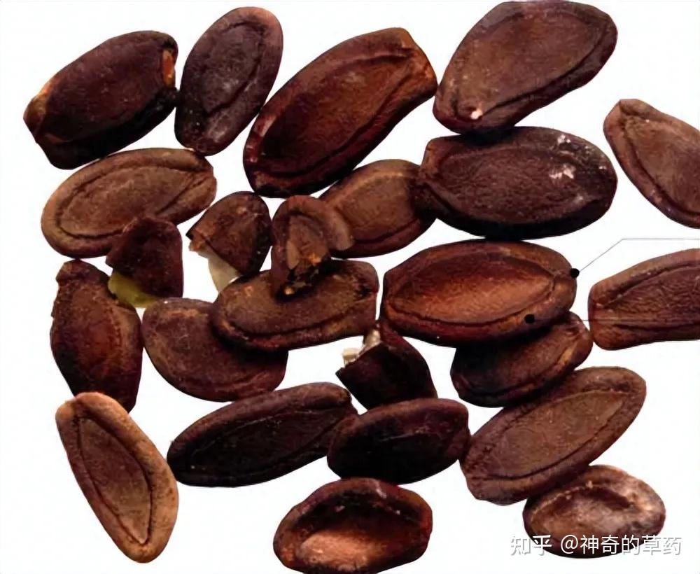 中药材:瓜蒌、瓜蒌皮、瓜蒌子 - 知乎