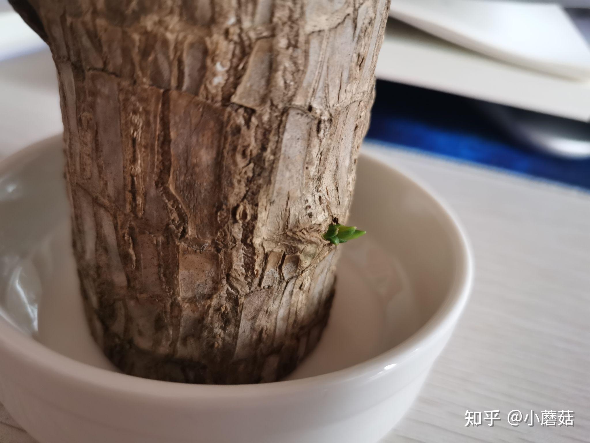 巴西木养殖记 - 知乎