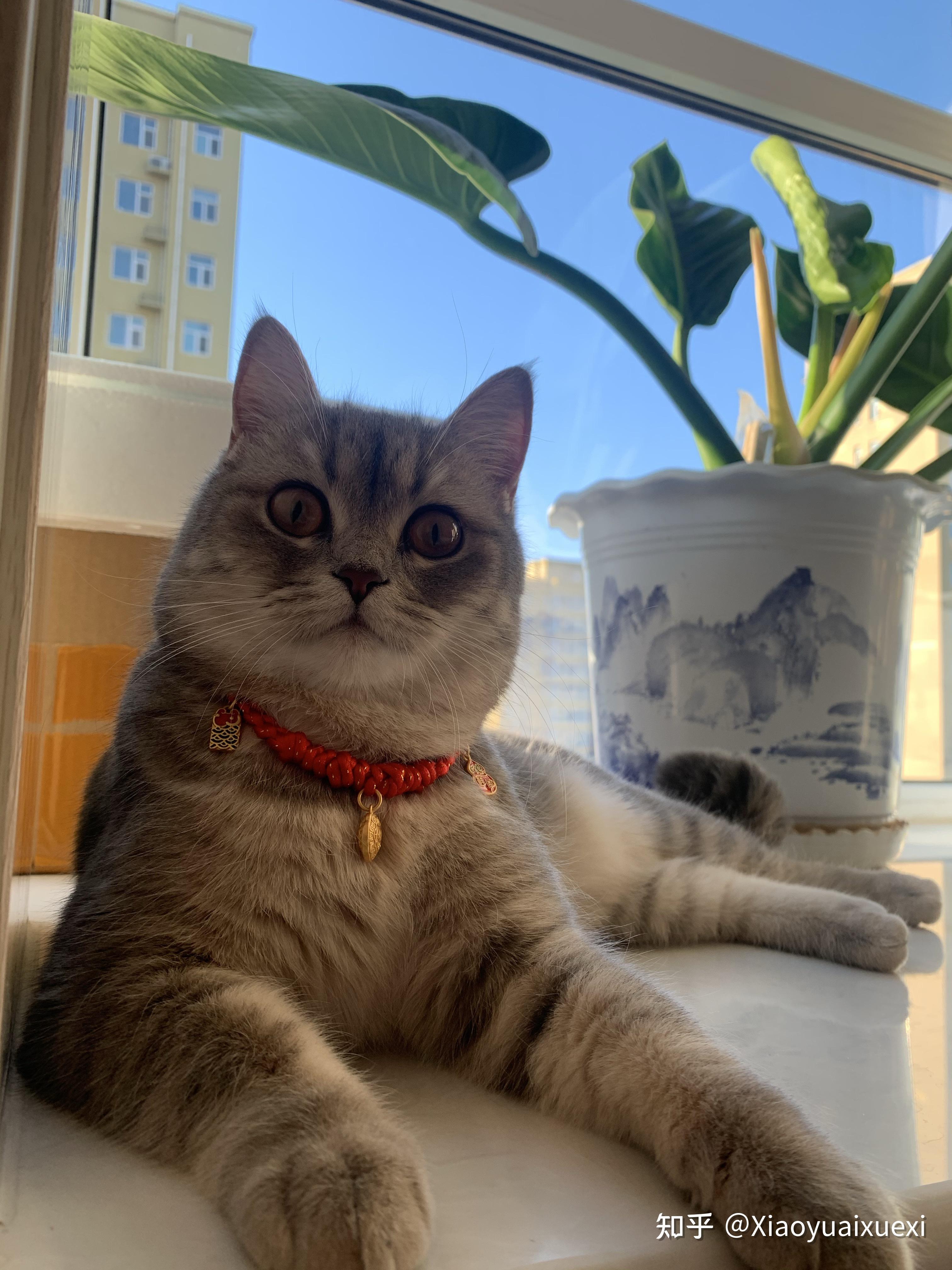 请问这只喵是英短蓝虎斑吗? - 知乎