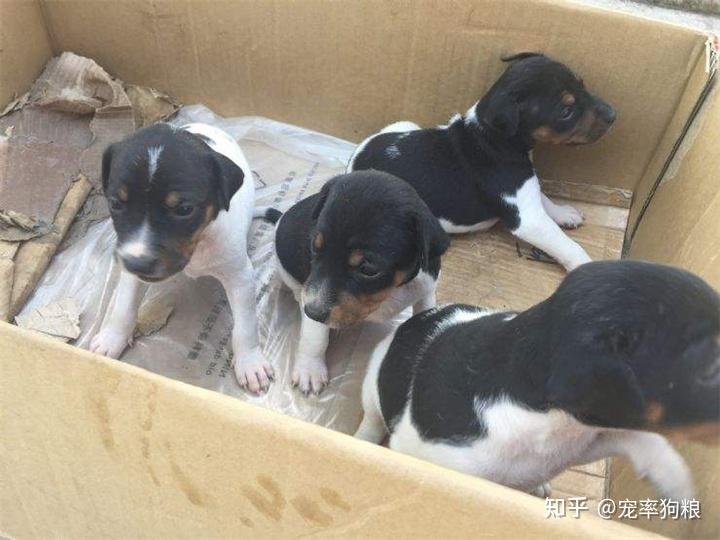 太仓小猎犬的6大优点,怪不得养过的人,都不想换狗了 - 知乎