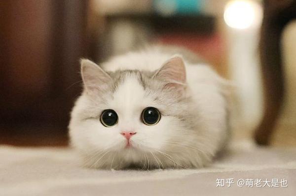 猫语大辞典丨萌老大教你直接解读猫语! - 知乎