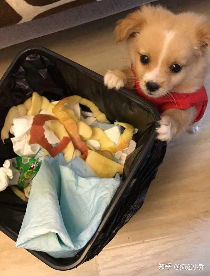 没事就爱翻垃圾桶