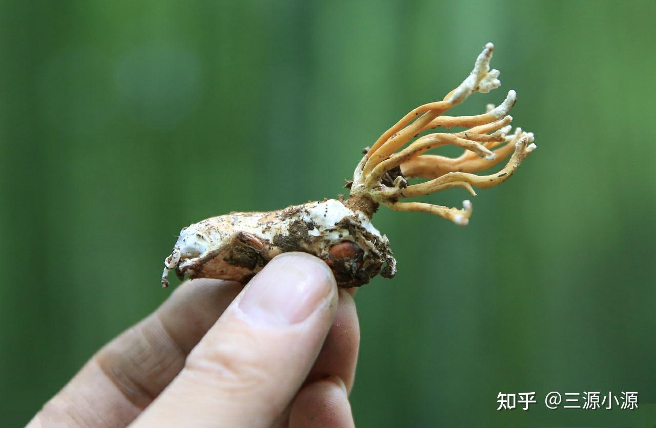 蝉花虫草和冬虫夏草哪个好?