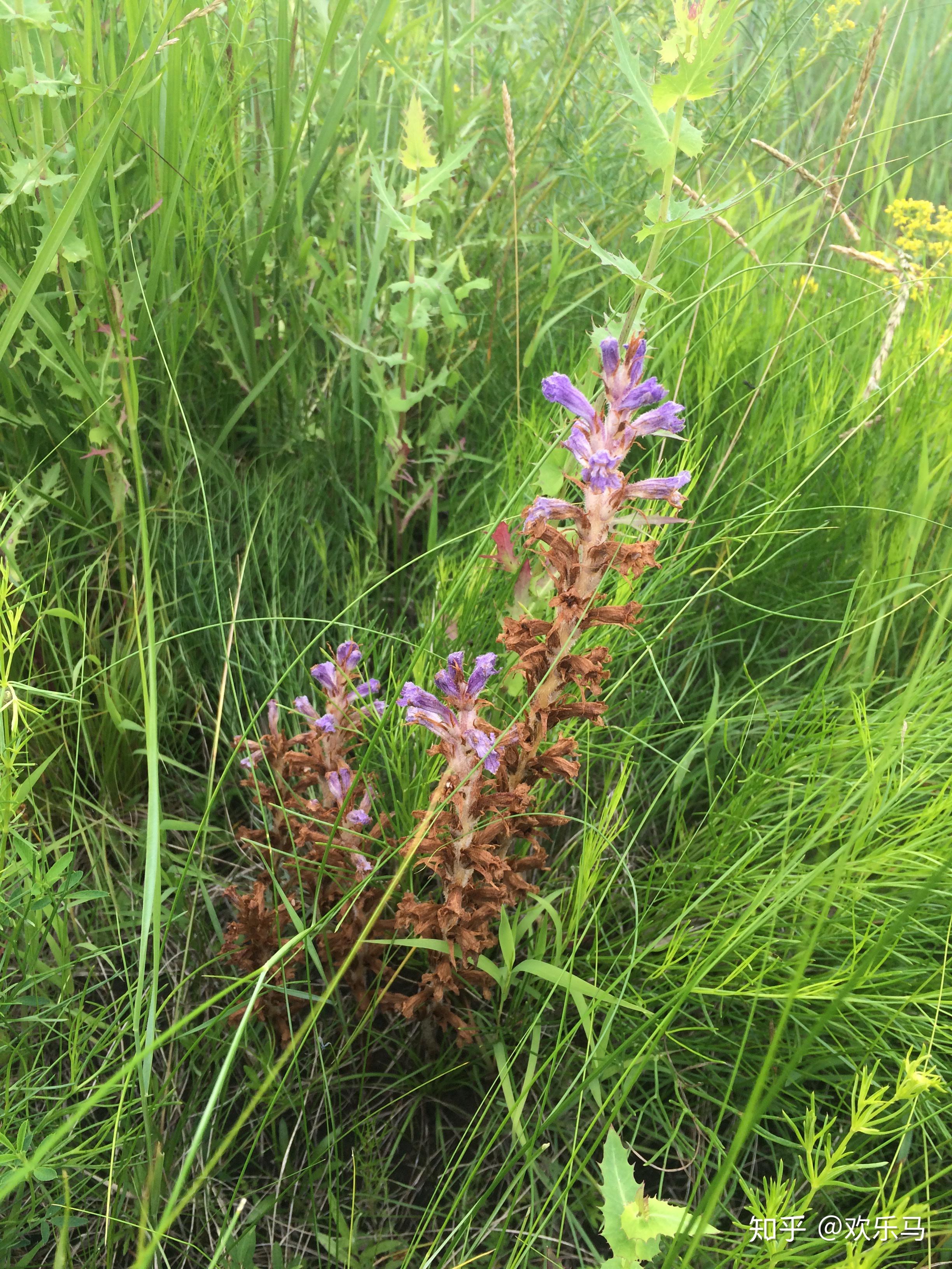 大庆野地植物54列当