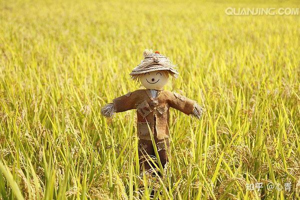 蓝天清澈白云朵朵禾下再来乘凉等你星晨点月等满池蛙鸣等我捧把稻穗永