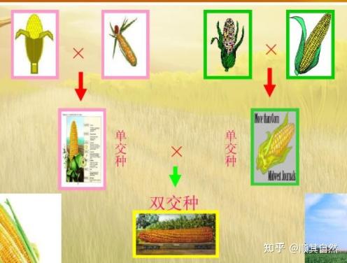 杂种优势的研究简史 - 知乎