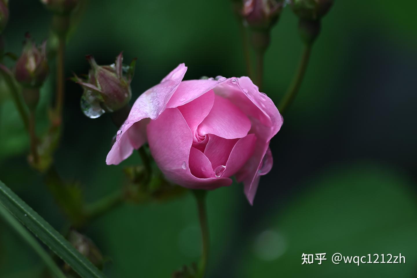 烂熳红英带雨羞... ...