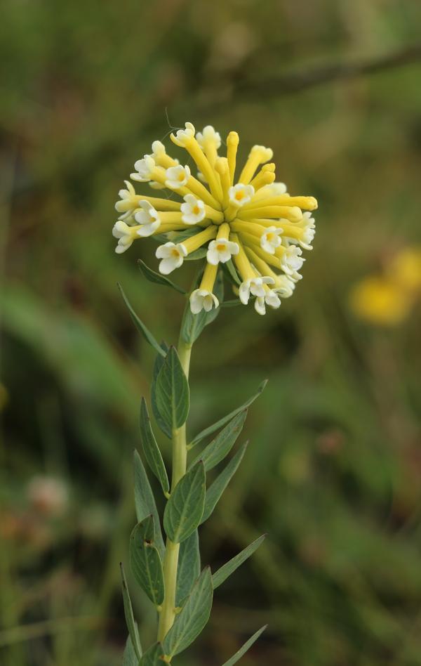 狼毒 stellera chamaejasme(门源,康定,稻城)