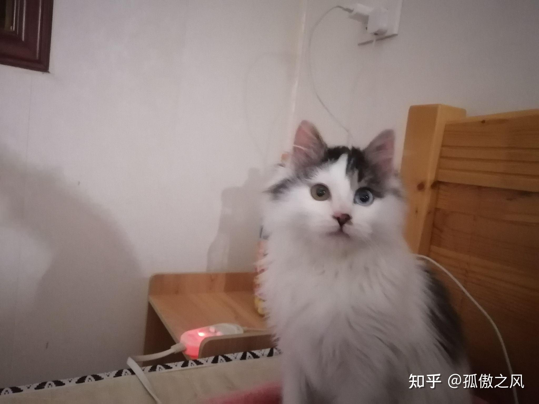 布偶和狮子猫串串是什么样子呀