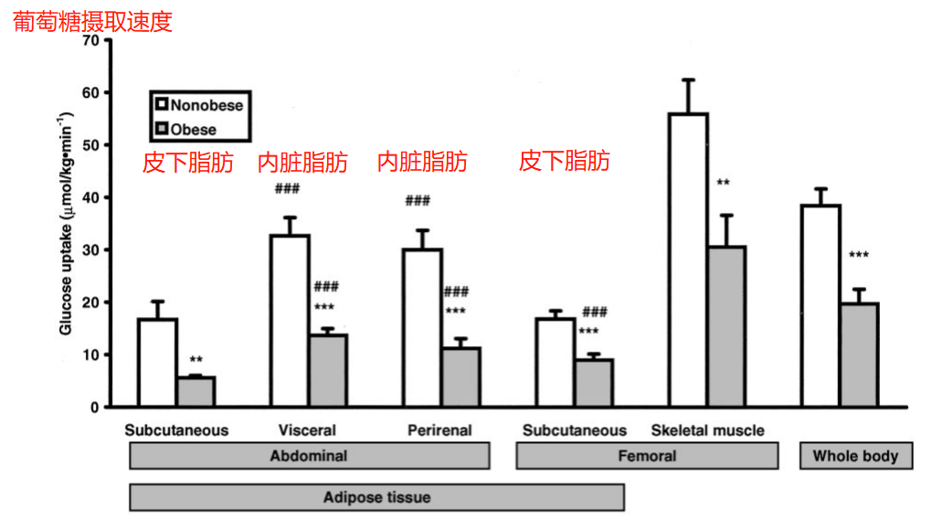 内脏脂肪 vs 皮下脂肪
