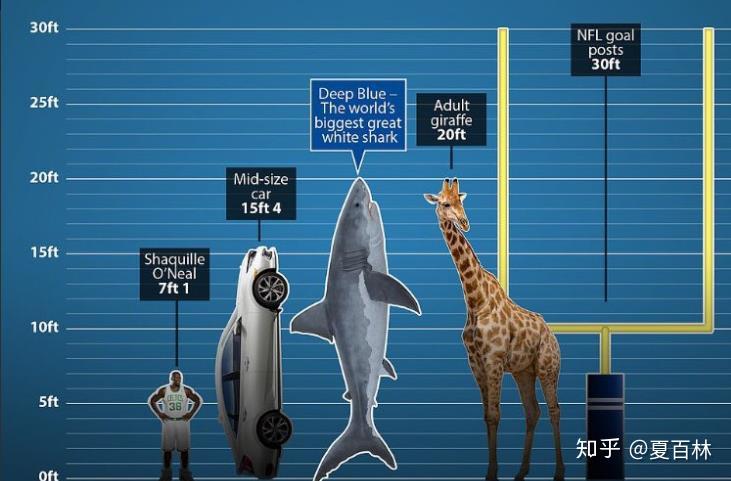 大白鲨与人类体型对比图片