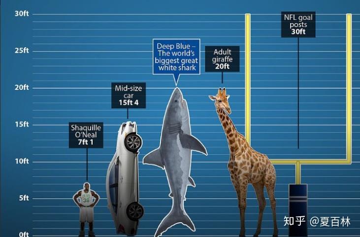 大白鲨和人的比例图图片